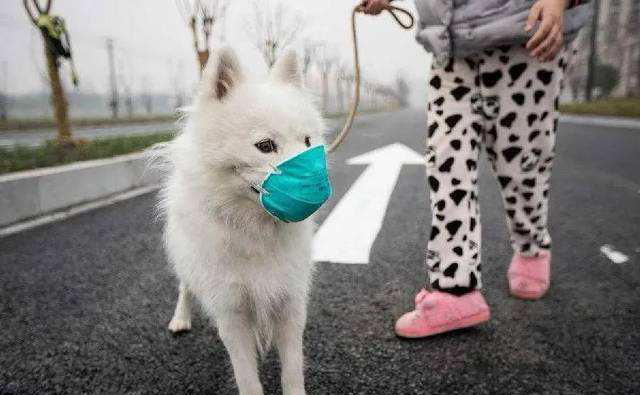 SASR-Cov-2 miyuu ku faafaa xayawaanka guryaha lagu haysto?